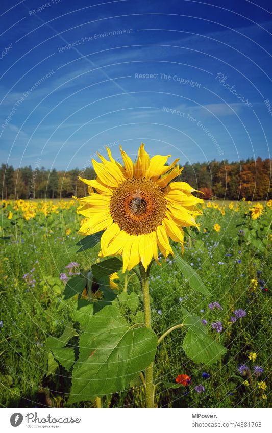 sunflower Sunflower Meadow Meadow flower Yellow Sky Herbs and spices bee-friendly Nature reserve