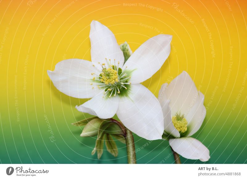 Christmas rose impression pink White Yellow Green open flourished Wintertime Open two at the same time