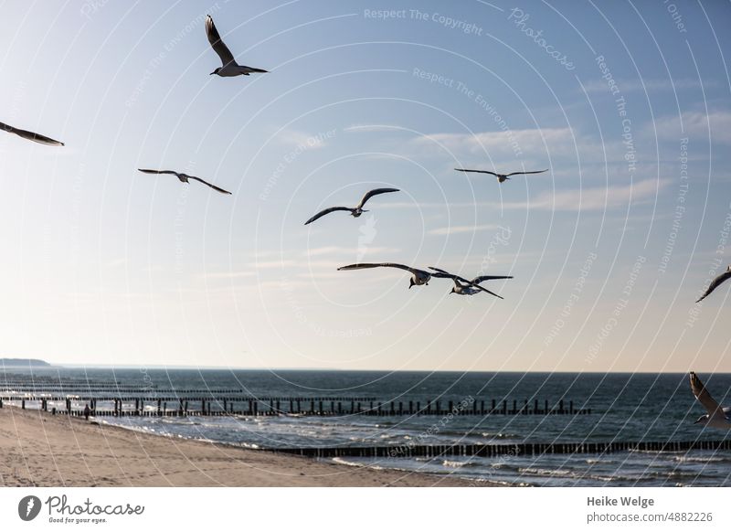 Flying seagulls on the beach Seagull Beach Summer Bird Ocean Sky Grand piano Blue coast Break water groynes Buhnen in the sea Gull birds Vacation & Travel