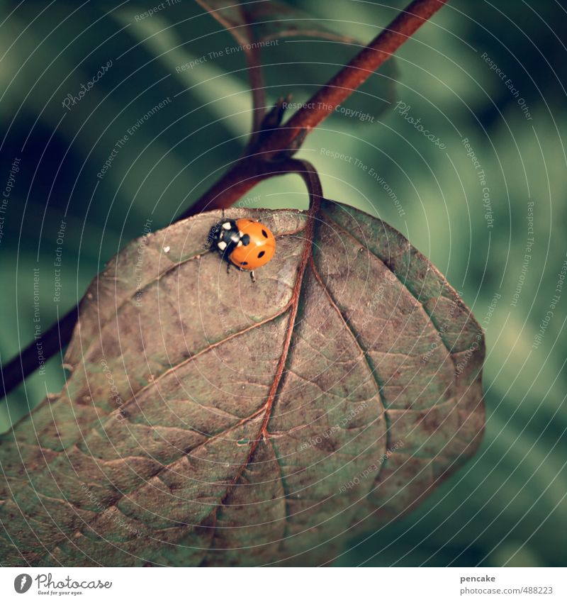 runs and runs and runs... Nature Plant Animal Autumn Leaf Beetle 1 Sign Esthetic Contentment Life Calm Endurance Ladybird Car Score Point Brown Walking Happy