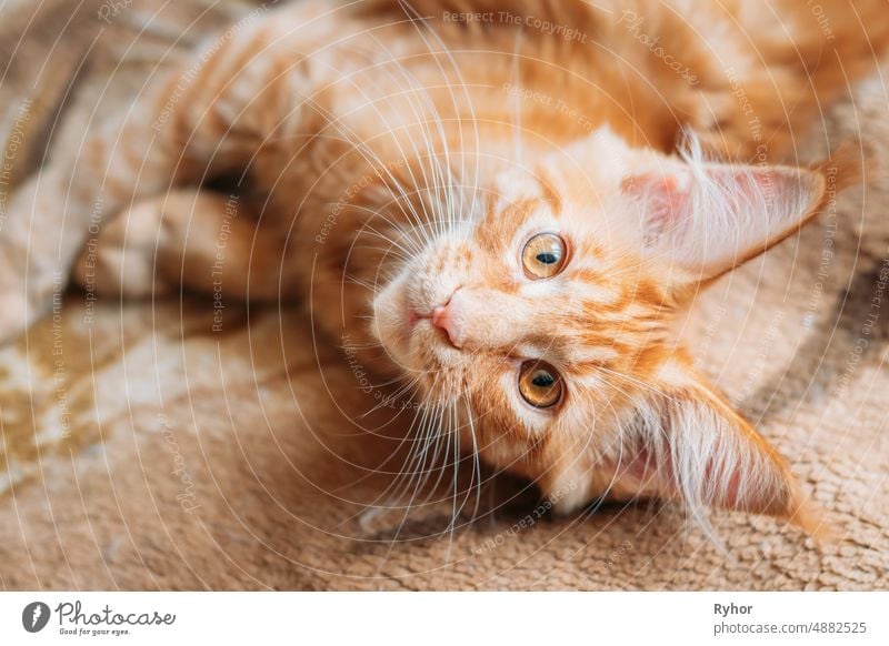 Funny Curious Young Red Ginger Maine Coon Kitten Cat Sitting At Home Sofa. Coon Cat, Maine Cat, Maine Shag adorable animal beautiful breed cat close closeup