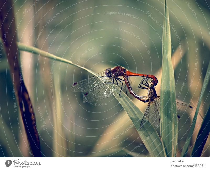mirrors | mirror traffic Nature Landscape Plant Animal Summer Lakeside Dragonfly 2 Sign Embrace Propagation inversely Colour photo Exterior shot Close-up