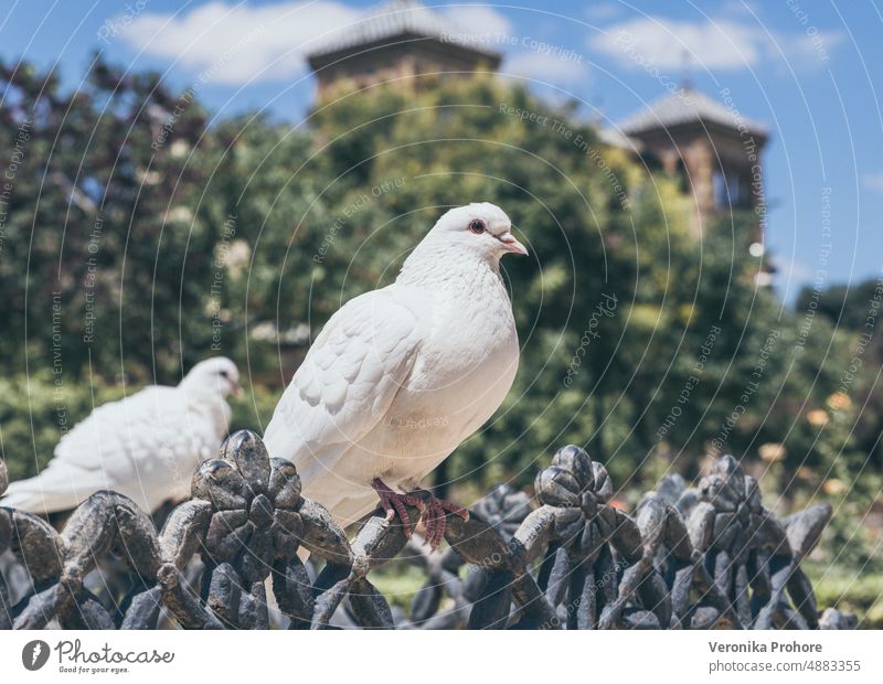 Close up of two white pigeons Pigeon Spain Seville Bird City Nature Blue sky Sky