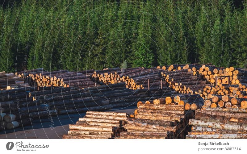 Timber industry - logs stored on the edge of a forest Forestry wood industry tree trunks Wood building material Nature trees Landscape Tree trunk Environment