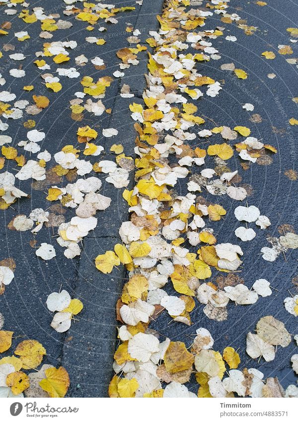Top and bottom of foliage leaves on the road Street Pavement Asphalt curb Sidewalk Leaves Leaf top Yellow White Curbside Line light and dark