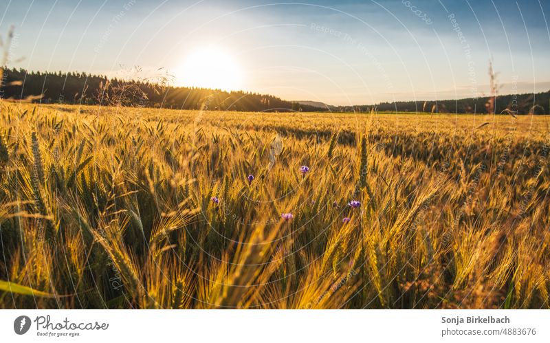 Sunrise in the country - golden grain competes with cornflowers in the morning sun Cornfield Grain field Landscape Idyll Agriculture Nature Country life Rural