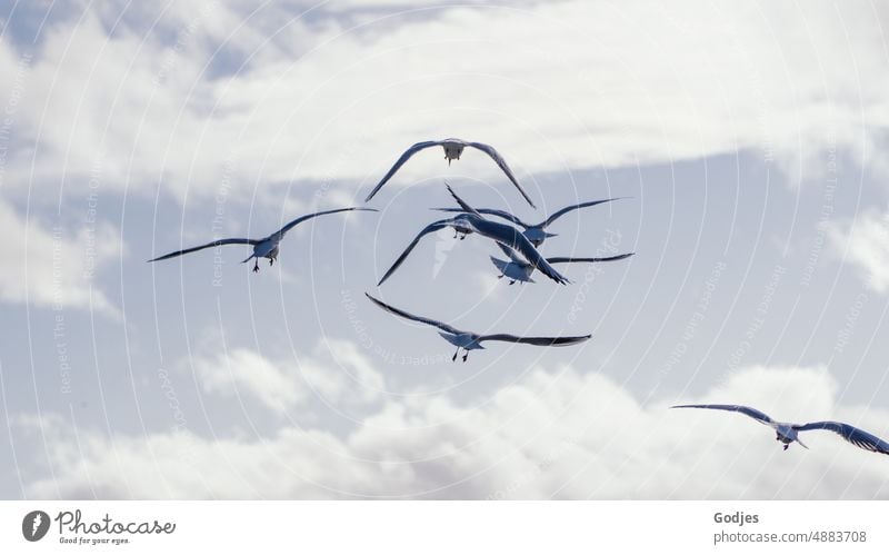 A flock of flying seagulls in the sky flock of seagulls birds Flying Sky Clouds Bird Seagull Blue Animal Freedom Nature Grand piano Ocean Exterior shot