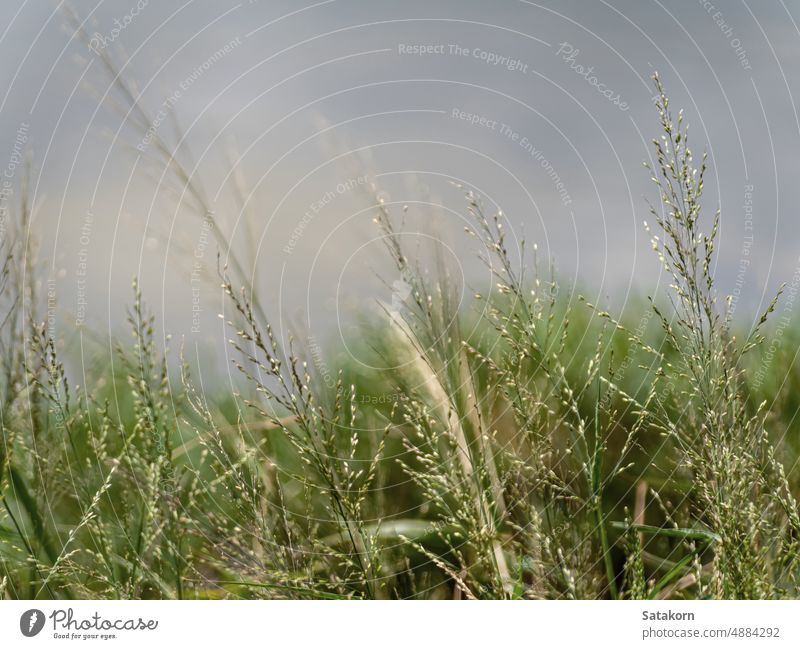 Grass flowers flutter in the wind grass nature background reed plant green landscape light sky white foliage thin grass family wallpaper softness fluttering