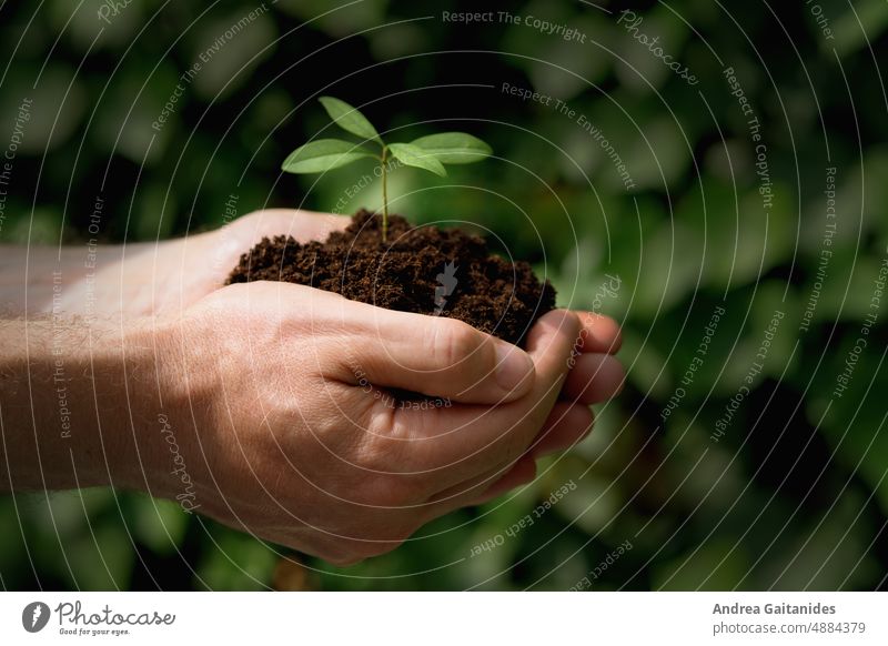 Close up of hands of man holding young plant in soil against green and black leaves background, horizontal Close-up Hand Plantlet youthful Fresh New seedling
