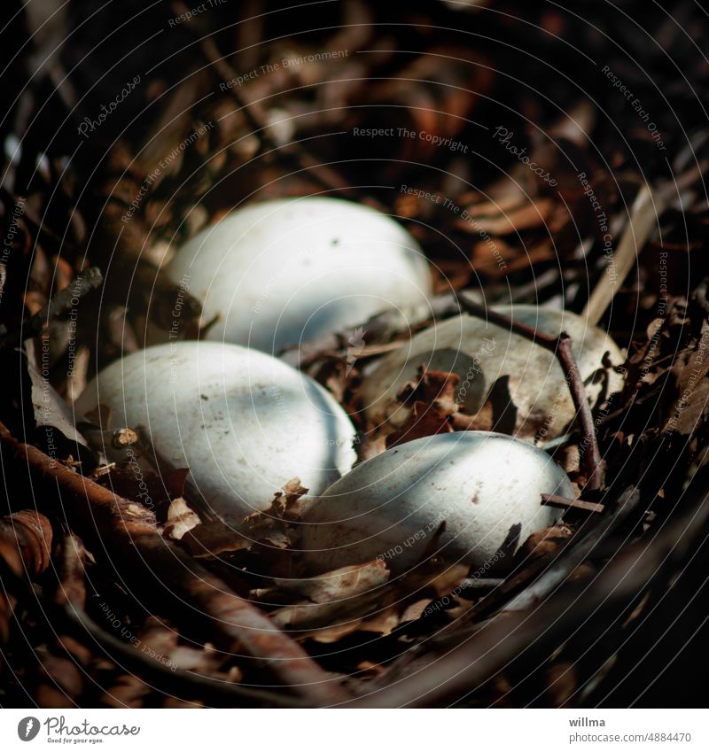 Clutching time makes thieves Nest Bird's eggs breeding period bird's nest Canada goose eggs Goose eggs
