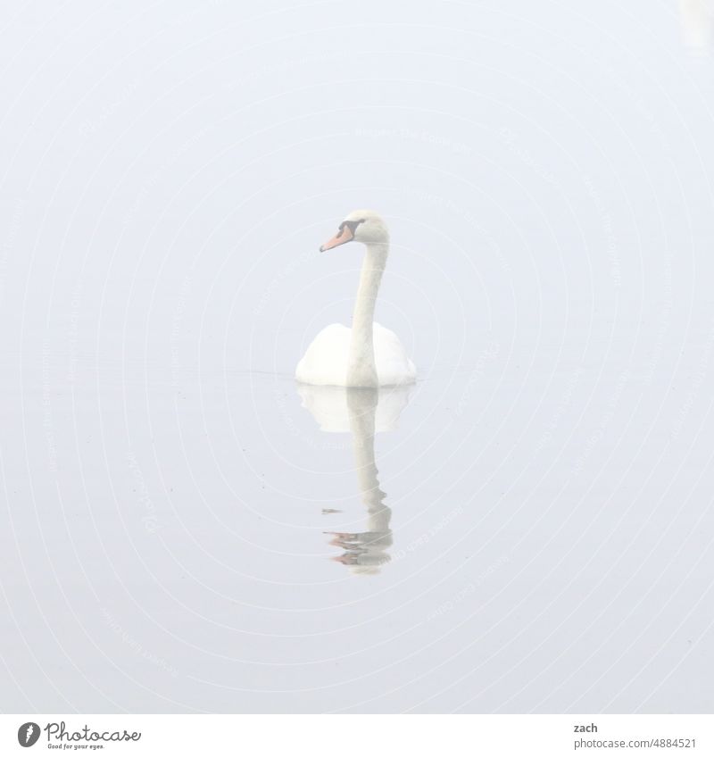 encounters Central perspective Morning Neutral Background Deserted Bird Swan Gray Swimming & Bathing Lake Fog Autumn Water Animal 1 Subdued colour Exterior shot