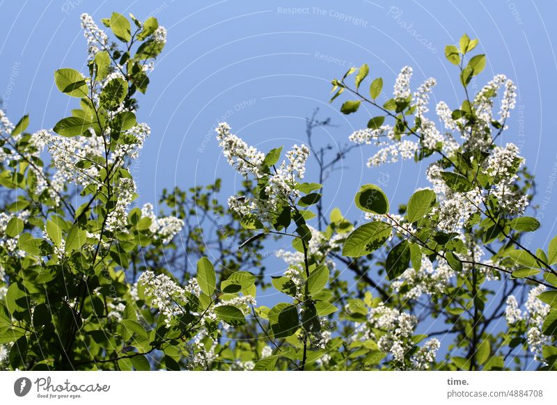 white flowers a little later Deciduous tree Growth Plant Nature wax Twig fellowship blossoms Branch olive plant Syringa Illuminate shine