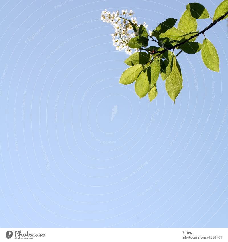 Copy room with lilac decoration lilac blossom Blossom Plant Branch Leaf Nature Sky Above Green White Twig sunny Beautiful weather