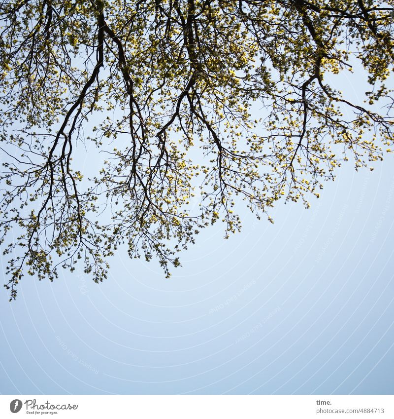 the roof above Tree branches twigs Sky Worm's-eye view slender leaves Above Perspective Protection Roof Nature Twigs and branches Environment Plant Leaf canopy
