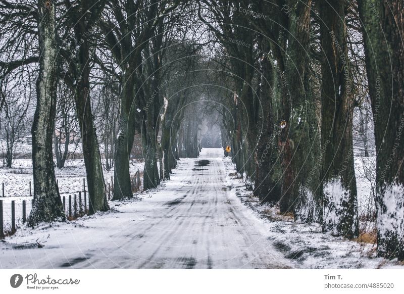 Winter avenue with snow in Poland January Snow Avenue Empty Cold Tree Ice Frost White Nature Frozen Landscape Freeze Winter mood Exterior shot Winter's day