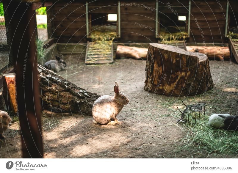 Rabbits in hutch rabbit Barn Hare & Rabbit & Bunny Easter Bunny Enclosure Mammal Animal