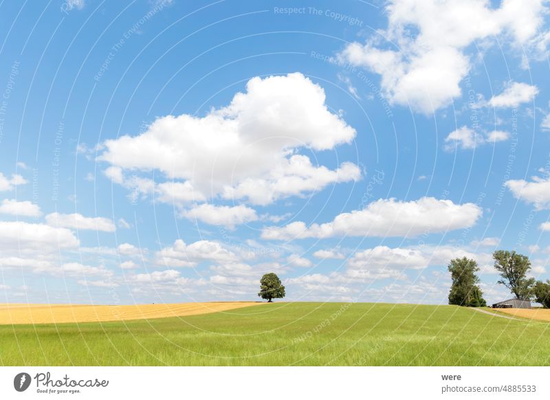 Cumulus cloud in blue sky over green meadow where lonely tree stands cloud formation cloudy sky copy space cumulus landscape nature nobody quiet scene scenery