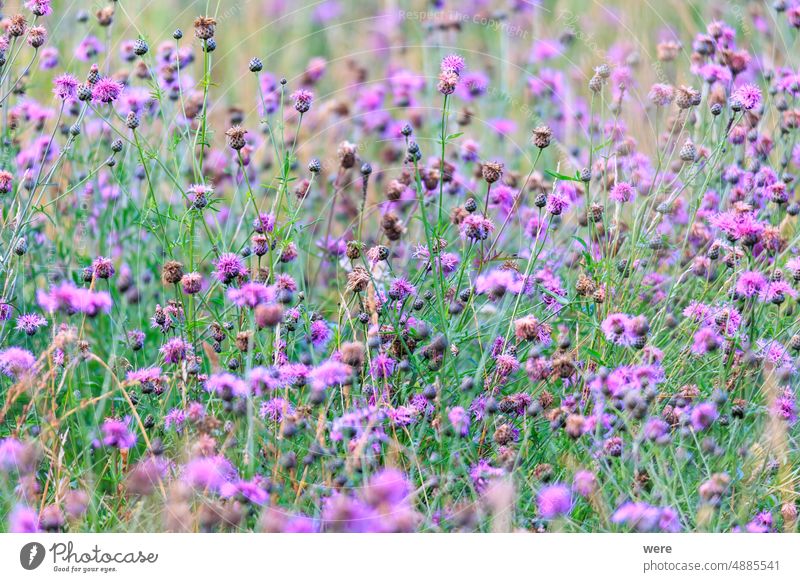 A field full of blue thistles Blossoms Herb blooming copy space flowers meadow herb medicinal plant nature nobody seeds