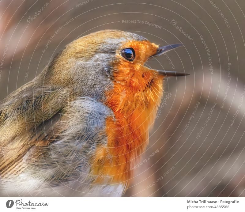 Singing robin Robin redbreast Erithacus rubecula Animal face Head Beak Eyes Feather Plumed Grand piano Bird Wild animal Chirping Communicate Song hum Sunlight