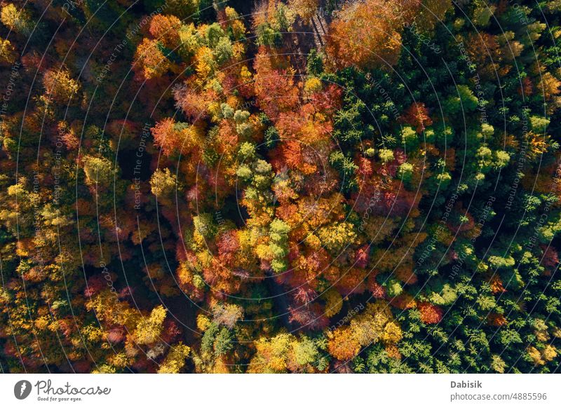 Aerial view of mountains covered with autumn forest tree landscape nature travel outdoor scenic background pattern leaf beautiful scenery aerial park fall