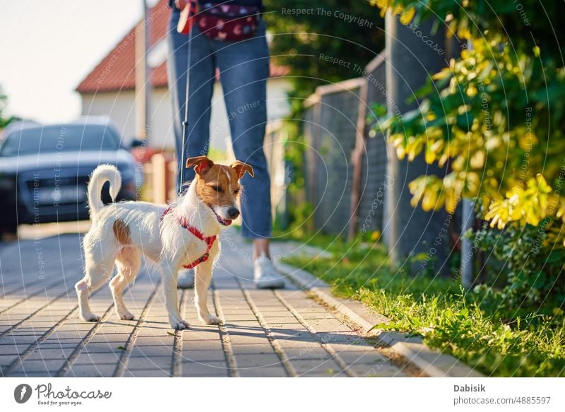 Dog walks at summer city street dog pet cute happy portrait woman nature outdoor person grass jack russell adorable terrier spring green play animal garden
