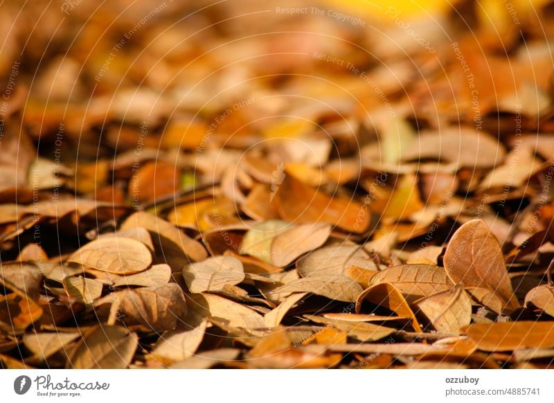 Full frame of autumn leaves on the ground leaf dry outdoor season nature pavement background fall pattern yellow foliage texture brown natural october plant
