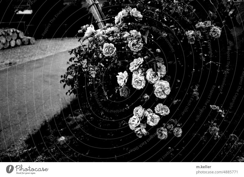 Roses by the wayside, vineyard roses Black & white photo rose bush Vineyard Vineyard Roses Nature Contrast Summer Plant Romance naturally pretty Blossoming
