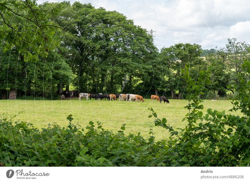 Cows field agriculture animal background beef blue cloud country countryside cow dairy day environment farm farming farmland grass grassland green landscape