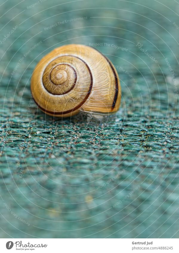 Snail in house on green background Flower Flowers and plants Nature Summer Crumpet Snail shell Yellow Green naturally