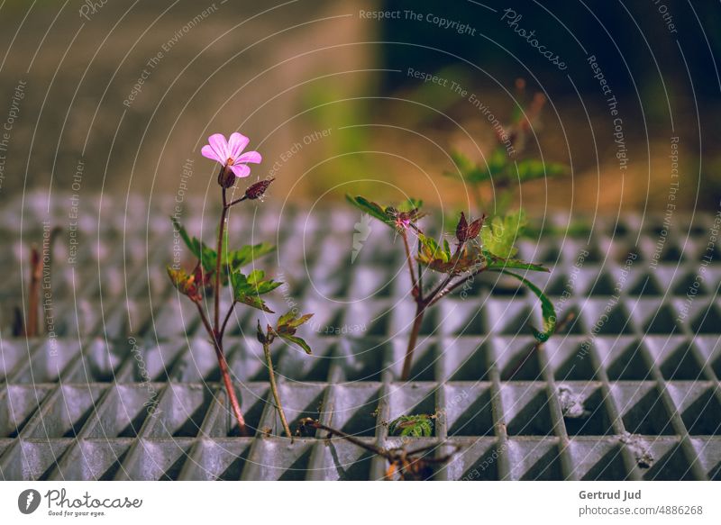 Pink flower grows from metal grid Flower Flowers and plants Blossom Color pink Nature Grating Metal grid lattice fence naturally natural beauty Purity