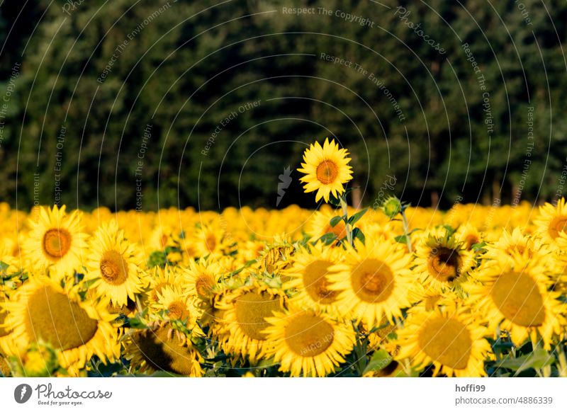 a sunflower sticks out of a field of sunflowers Sunflower Sunflower field Summer Yellow Field Blossoming Sunlight Bright Blossom leave South Agricultural crop