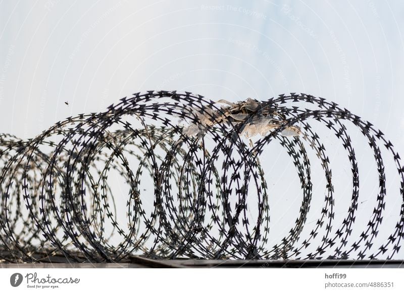 A roll of barbed wire / Nato wire on a wall in which plastic debris has become entangled Barbed wire NATO wire Fence Barbed wire fence Border Barrier Protection