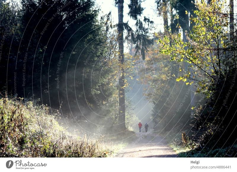 Incidence of light on forest path, in the background two people walking Sunlight Shaft of light Sunbeam Forest milling Tree shrub Plant Nature Landscape
