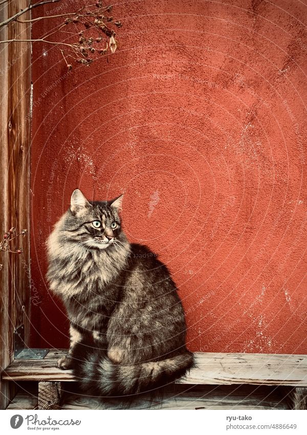 Hangover in front of red wall Cat hangover tranquillity Observe silent warm Pelt Norwegian Forest Cat fluffy Palett Sit Wall (building) Red Dry keeping watch