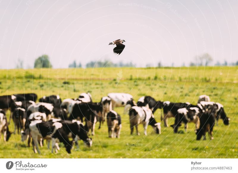Northern Lapwing Or Peewit Flying Above Grazing Cattle In Field In Summer Day agriculture animal belarus bird bull cattle countryside cow domestic europe