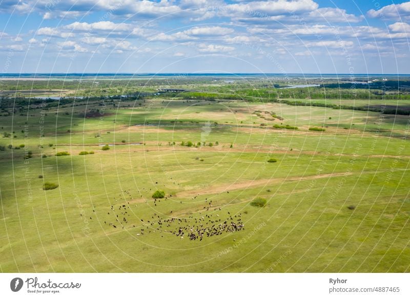 Belarus. Aerial View Of Cattle Of Cows Grazing In Meadows Pasture. Spring Summer Green Pasture Landscape aerial aerial view agricultural agriculture animal