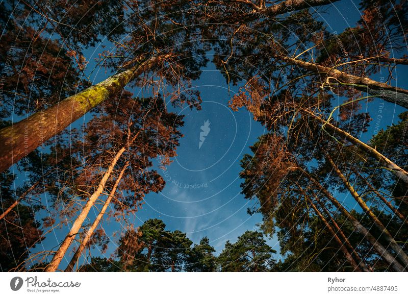 Crown Of Pine Trees Woods Under Night Starry Sky. Night Landscape With Natural Real Glowing Stars Over Forest astronomy beautiful blue bottom view canopy