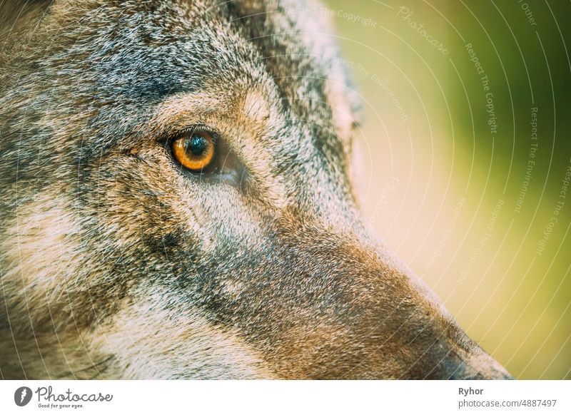 Close Up Eye Pupil Of Canis Lupus, Gray Wolf, Grey Wolf. Wolf Eye Canis lupus animal autumn beautiful close close up europe european eye fauna forest gray
