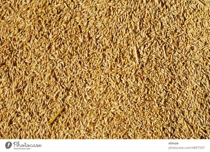 Barley grains in top view with remains of stalks / agriculture / grain / harvest time Agriculture Harvest Grain Summer harvested material grain grains
