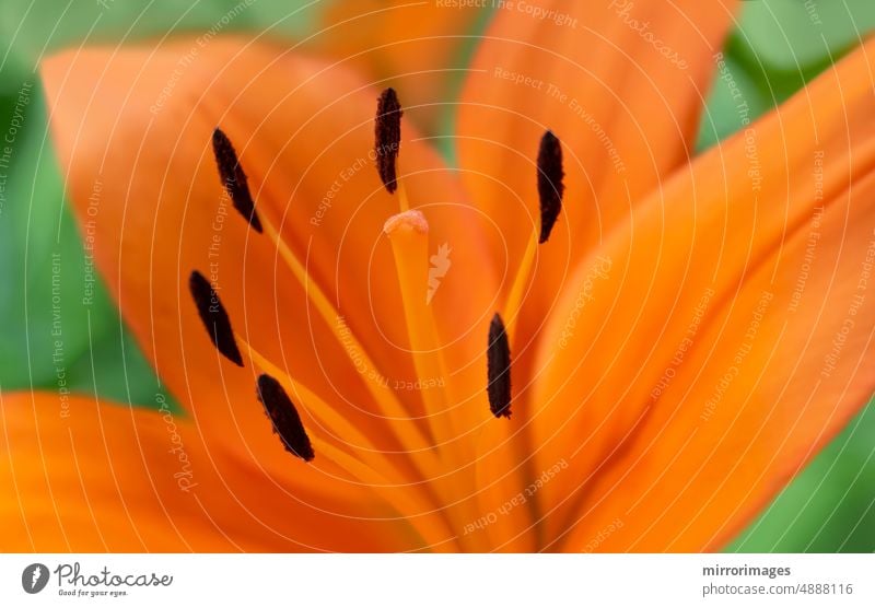 close up of orange blooming flower at an outdoor garden Asiatic Lily County, Asiatic Lily Blacklis asiatic asiatic hybrid background beautiful beauty blossom