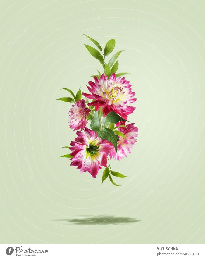 Flying pink flowers and green leaves at pale green background with shadow. Levitation. flying levitation beautiful floral composing front view vertical