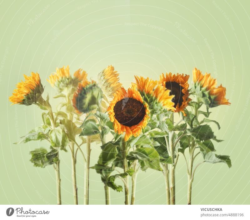 Beautiful sunflowers with stems and leaves standing at pale green background. beautiful seasonal summer flowers front view blooming floral garden nature petal
