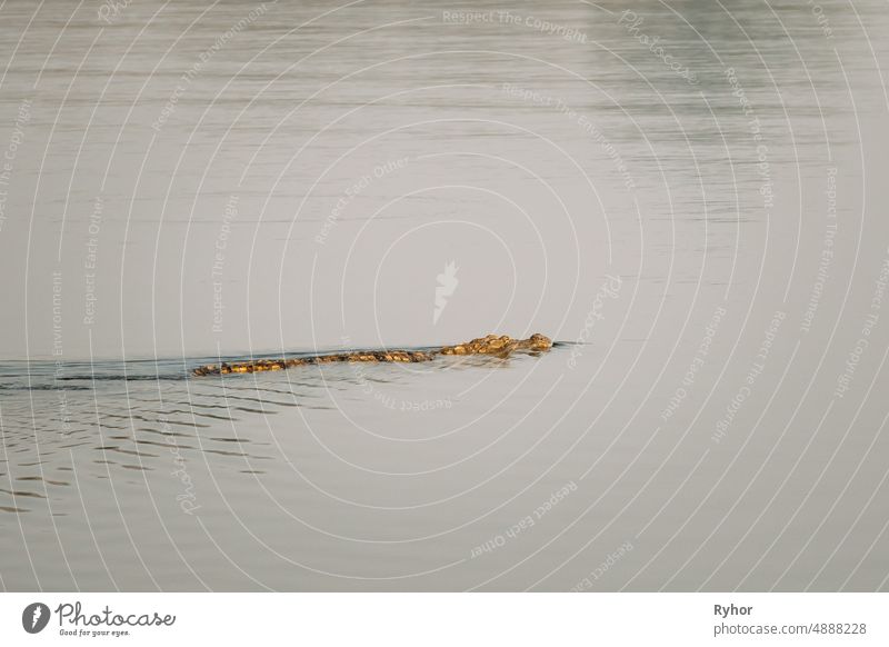 Carambolim Lake, Goa, India. Mugger Crocodile Or Crocodylus Palustris. Marsh Crocodile, Broad-snouted Crocodile Swims in Water Crocodylus palustris animal asia