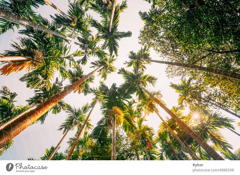 Goa, India. Bottom View Of Sun Shine Through Tropical Green Vegetation And Palm Trees. Summer Sunny Day. Wide Angle Botanical Garden asia asian beautiful