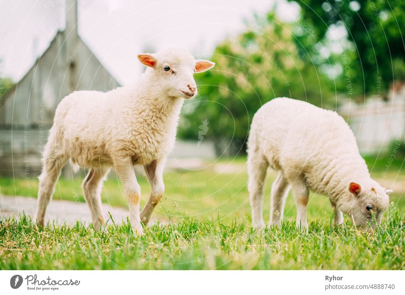Domestic Small Sheep Lamb Grazing Feeding In Pasture. Sheep Farming agriculture animal baby animal beautiful breed country countryside cute domestic farm