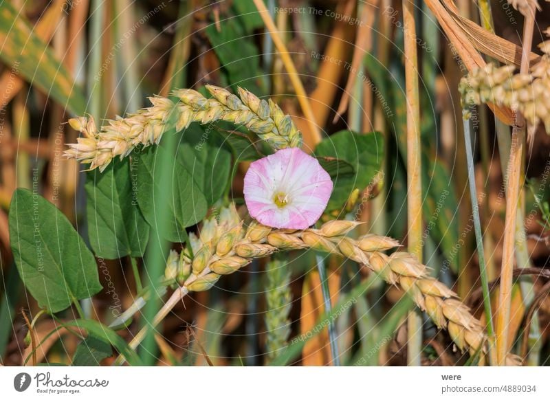 Pink flower of field bindweed on the stalks of an ear of wheat Convolvulus arvensis Hunger agriculture bread copy space farm farmer flour food grain
