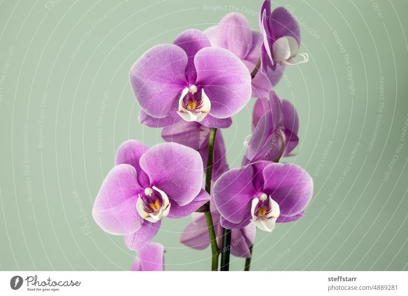 Isolated Purple Phalaenopsis orchids with a white center bloom Purple orchid phalaenopsis orchid flower purple flower petals tropical garden nature isolated