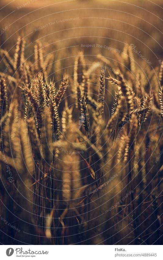 Wheat in the evening sun Harvest Grain Field Agriculture Ear of corn Summer Nature Plant Cornfield Food Grain field Agricultural crop Nutrition Ecological