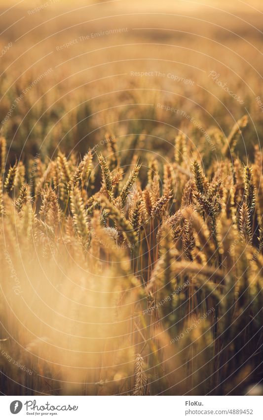 Wheat field in late evening sun Harvest Grain Field Agriculture Ear of corn Summer Nature Plant Cornfield Food Grain field Agricultural crop Nutrition