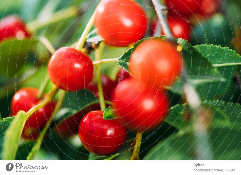 Red Ripe Berries Prunus subg. Cerasus on tree In Summer Vegetable Garden agriculture beautiful beauty berries berry botanic botanical botany branch cherry close